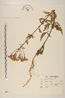 台灣澤蘭藏品圖，第1張