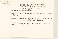 台灣澤蘭藏品圖，第2張