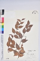 白珠樹藏品圖，第1張