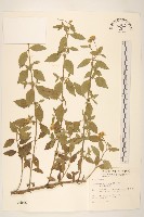 雙花蟛蜞菊藏品圖，第1張