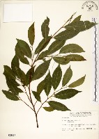 菲律賓榕藏品圖，第1張