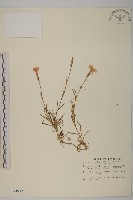 臺灣瞿麥藏品圖，第1張