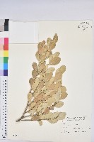 白樹仔藏品圖，第1張