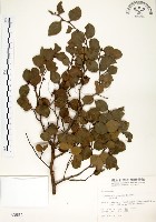 內苳子藏品圖，第1張