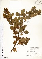 內苳子藏品圖，第1張