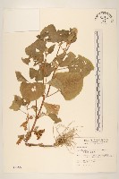 金鈕扣、鐵拳頭藏品圖，第1張