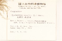 金鈕扣、鐵拳頭藏品圖，第2張