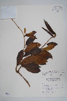 爬森藤藏品圖，第1張