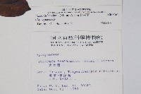 爬森藤藏品圖，第2張