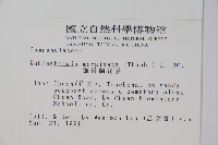 細葉蘭花參藏品圖，第2張