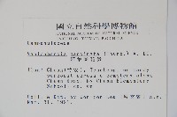 細葉蘭花參藏品圖，第2張