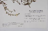 細纍子草藏品圖，第2張