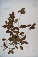 呂宋莢迷藏品圖，第1張