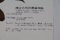 呂宋莢迷藏品圖，第2張