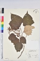 白匏子藏品圖，第1張