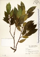 菲律賓榕藏品圖，第1張