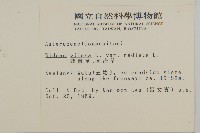 大花咸豐草藏品圖，第2張