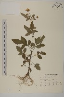 大花咸豐草藏品圖，第1張