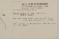 大花咸豐草藏品圖，第2張