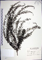 鐵掃帚、千里光藏品圖，第1張