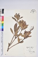 臺灣馬醉木藏品圖，第1張