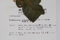 鵝掌柴、江某、鴨腳樹藏品圖，第2張