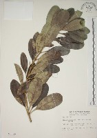 蘭嶼念珠藤藏品圖，第1張