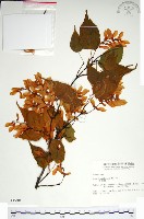 尖葉槭藏品圖，第1張