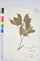 後大埔石櫟、煙斗柯藏品圖，第1張