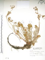 玉山金梅藏品圖，第1張