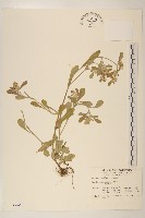 鼠麴舅藏品圖，第1張