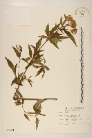 臺灣澤蘭藏品圖，第1張