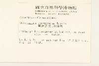 臺灣澤蘭藏品圖，第2張