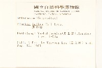 鯽魚膽、闊苞菊藏品圖，第2張