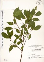 菲律賓榕藏品圖，第1張