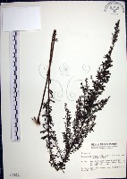 鐵掃帚、千里光藏品圖，第1張