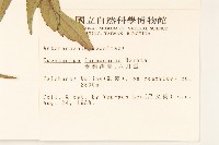 臺灣澤蘭藏品圖，第2張