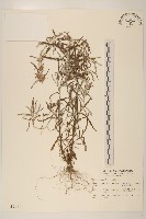 分枝鼠麴草藏品圖，第1張