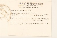 分枝鼠麴草藏品圖，第2張