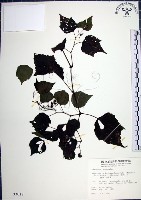 漢氏山葡萄藏品圖，第1張