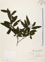 山胡椒藏品圖，第1張