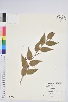 白珠樹藏品圖，第1張