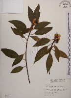 木荷藏品圖，第1張