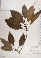 蘭嶼九節木藏品圖，第1張