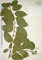 大葉溲疏藏品圖，第1張