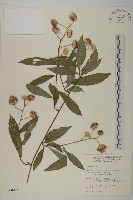 大頭艾納香藏品圖，第1張