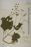 下田菊藏品圖，第1張