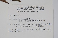 阿里山千金榆藏品圖，第2張
