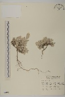 尼泊爾籟簫藏品圖，第1張