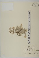 尼泊爾籟簫藏品圖，第1張